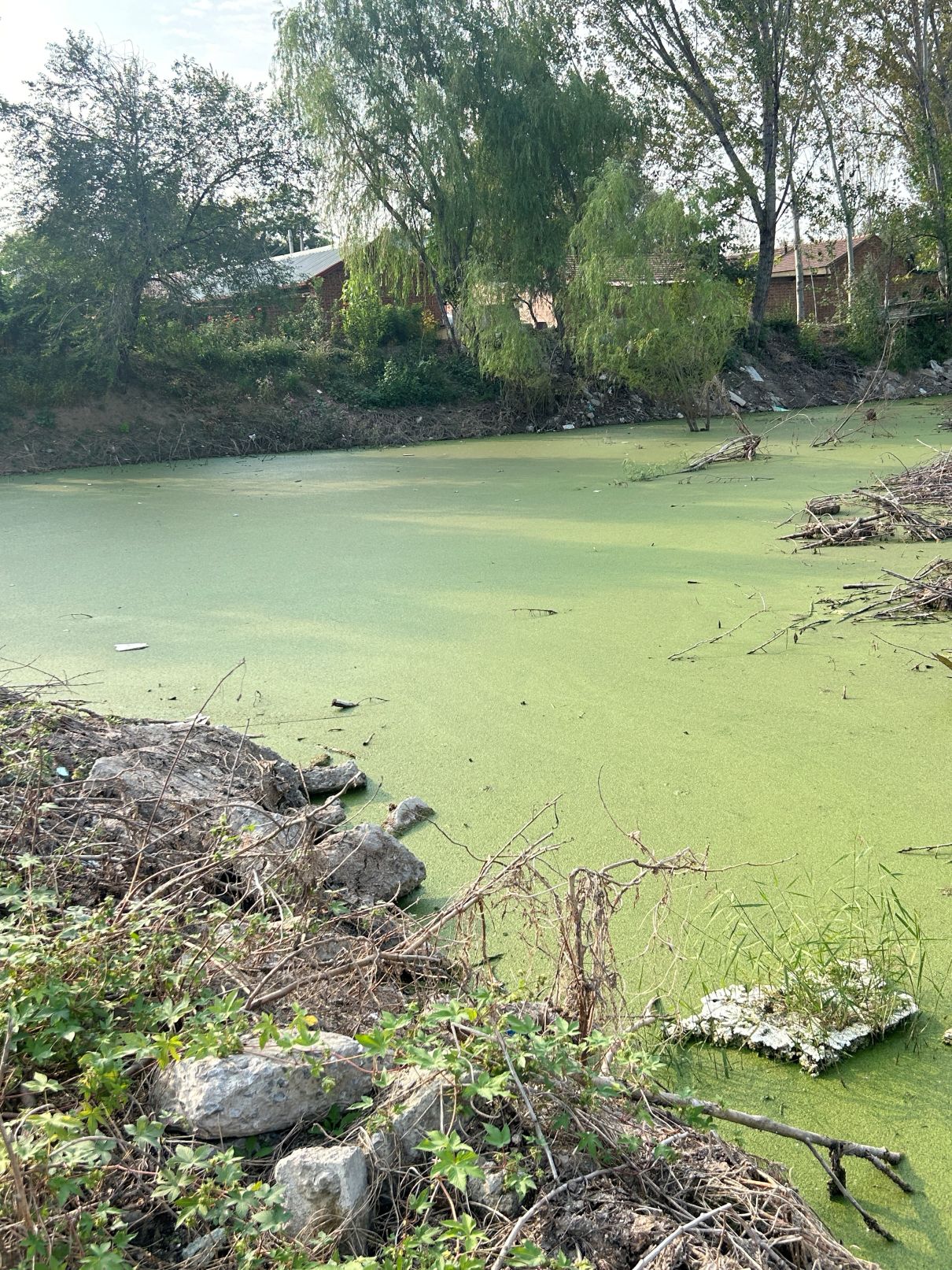 Alga